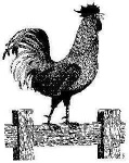 image of rooster