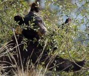 image of american_black_bear