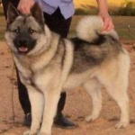 image of animal