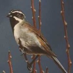 image of bird
