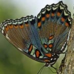image of animal
