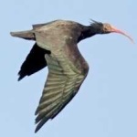 image of bird