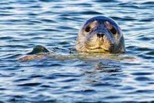 image of animal