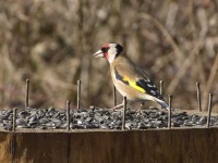 image of goldfinch #10
