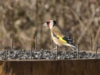 image of goldfinch