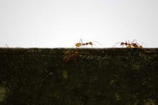 image of ant