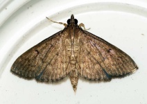 image of animal