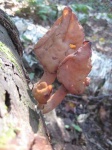 image of gyromitra