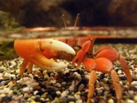 image of fiddler_crab
