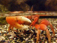 image of fiddler_crab #7