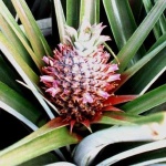 image of pineapple