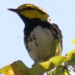 image of bird