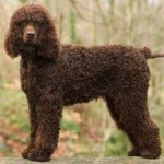 image of irish_spaniel #19