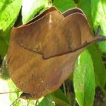 image of animal