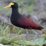 image of bird