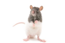 image of rat #20