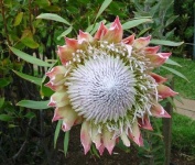 image of flower