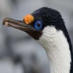 image of bird