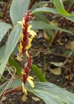 image of flower