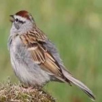 image of bird