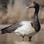 image of bird