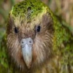 image of bird