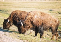 image of bison