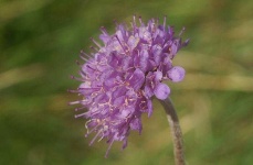 image of flower