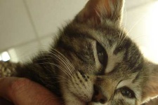 image of tabby