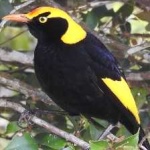 image of bird