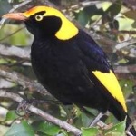 image of regent_bowerbird #26