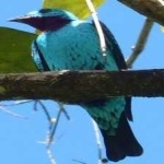 image of bird