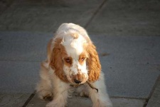 image of english_cocker_spaniel #0