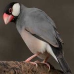 image of bird