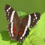 image of animal