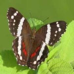 image of banded_butterfly #44