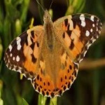 image of animal