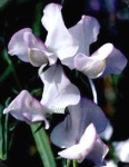 image of flower