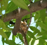image of hummingbird