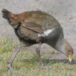 image of bird