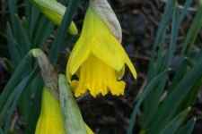 image of flower