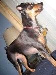 image of miniature_pinscher