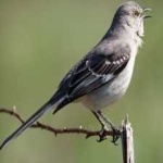 image of bird