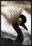 image of crane