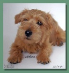 image of norfolk_terrier #13