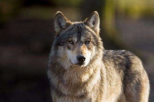 image of wolf #40