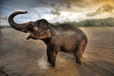 image of animal