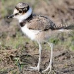 image of bird