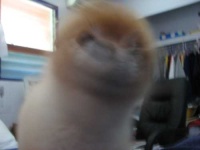 image of pomeranian