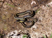 image of garter_snake